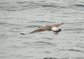 Gull, Lesser Black-backed, 2006-07081737 Hyannis, MA